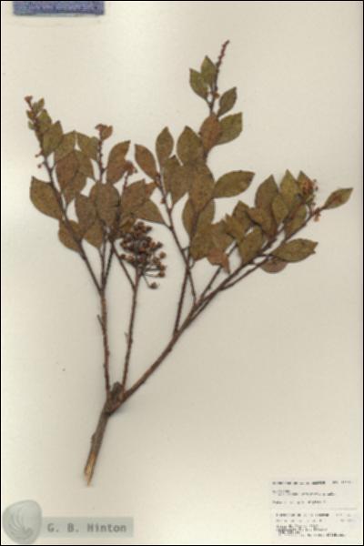 URN_catalog_HBHinton_herbarium_25183.jpg.jpg