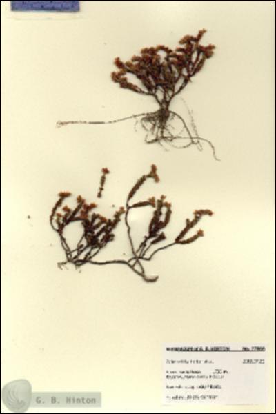 URN_catalog_HBHinton_herbarium_27866.jpg.jpg