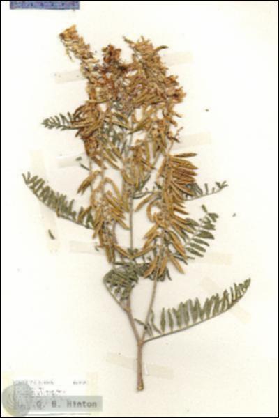 URN_catalog_HBHinton_herbarium_18372.jpg.jpg