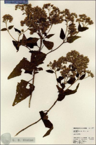 URN_catalog_HBHinton_herbarium_23785.jpg.jpg
