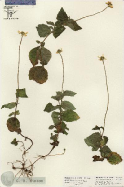 URN_catalog_HBHinton_herbarium_26047.jpg.jpg