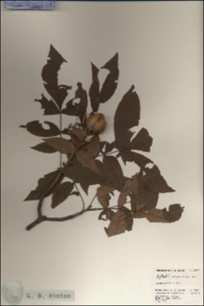 URN_catalog_HBHinton_herbarium_24191.jpg.jpg