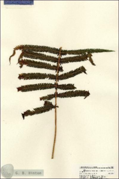 URN_catalog_HBHinton_herbarium_22200.jpg.jpg