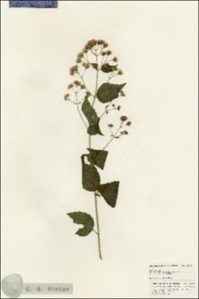 URN_catalog_HBHinton_herbarium_24878.jpg.jpg