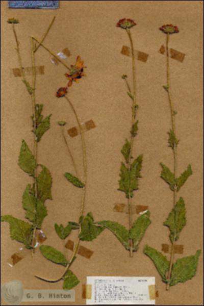 URN_catalog_HBHinton_herbarium_18229.jpg.jpg