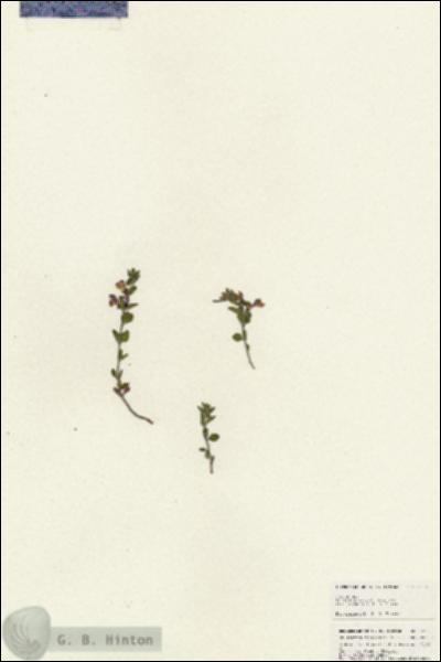 URN_catalog_HBHinton_herbarium_25351.jpg.jpg