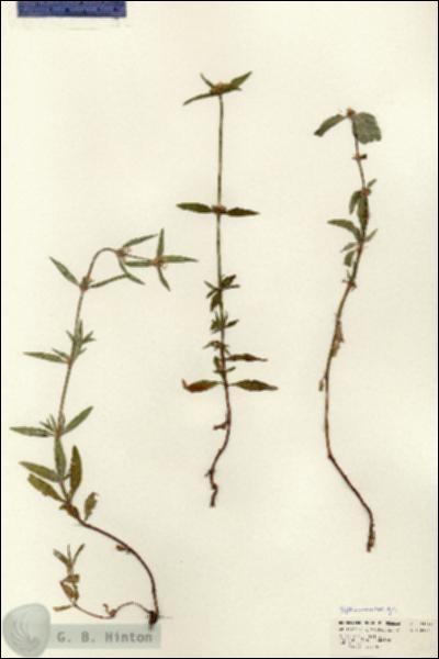 URN_catalog_HBHinton_herbarium_24644.jpg.jpg