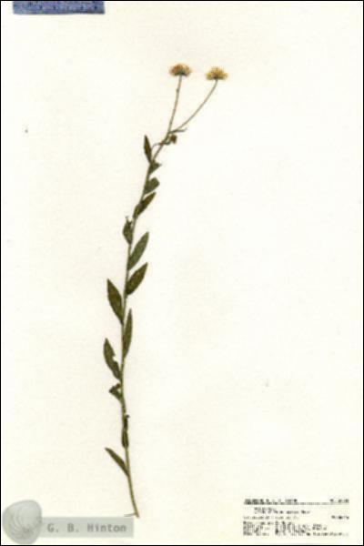 URN_catalog_HBHinton_herbarium_20368.jpg.jpg