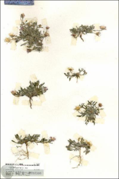 URN_catalog_HBHinton_herbarium_20107.jpg.jpg