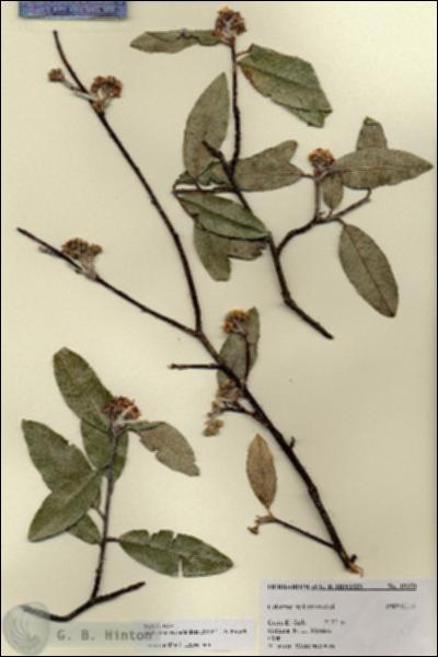 URN_catalog_HBHinton_herbarium_19350.jpg.jpg