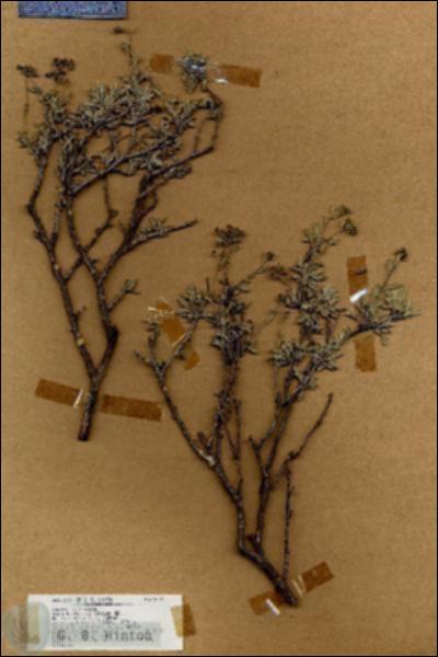 URN_catalog_HBHinton_herbarium_18097.jpg.jpg
