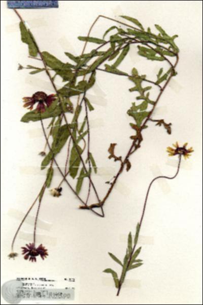 URN_catalog_HBHinton_herbarium_20026.jpg.jpg