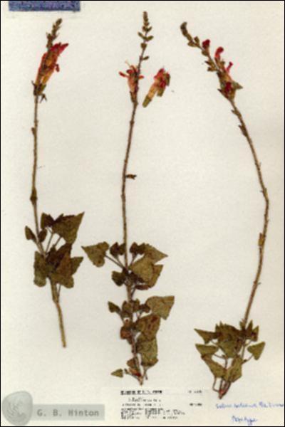 URN_catalog_HBHinton_herbarium_20519.jpg.jpg