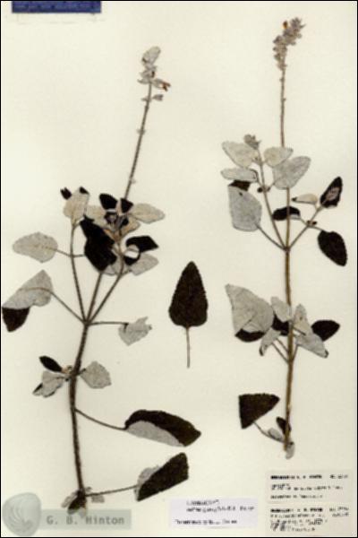 URN_catalog_HBHinton_herbarium_23136.jpg.jpg