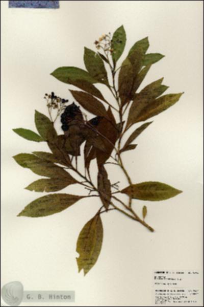 URN_catalog_HBHinton_herbarium_24534.jpg.jpg