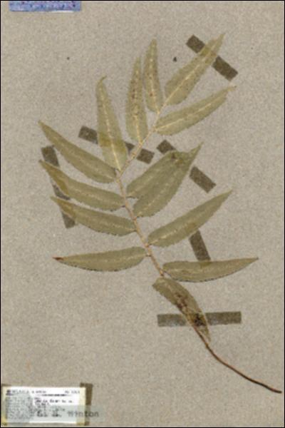 URN_catalog_HBHinton_herbarium_17511.jpg.jpg