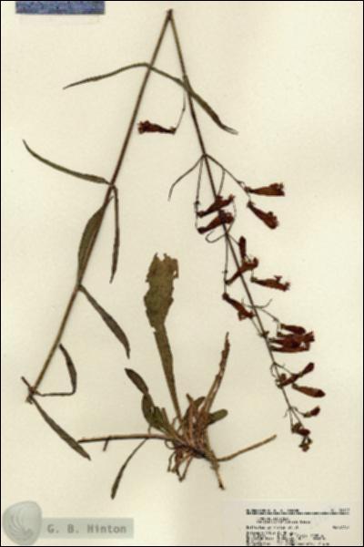 URN_catalog_HBHinton_herbarium_22107.jpg.jpg