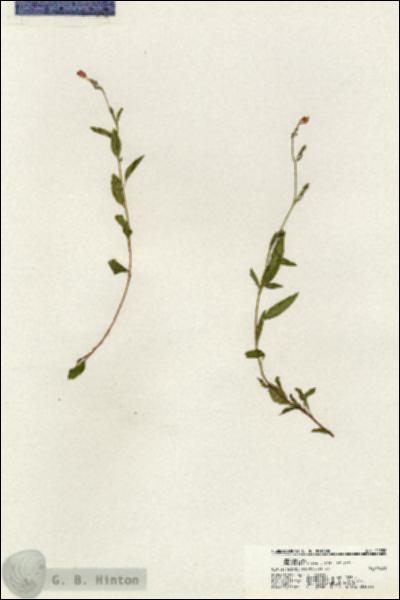 URN_catalog_HBHinton_herbarium_20558.jpg.jpg