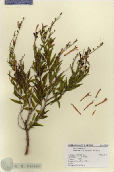 URN_catalog_HBHinton_herbarium_17824.jpg.jpg