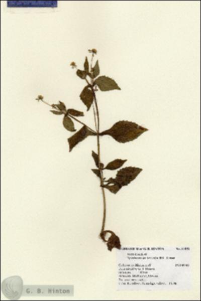 URN_catalog_HBHinton_herbarium_11852.jpg.jpg