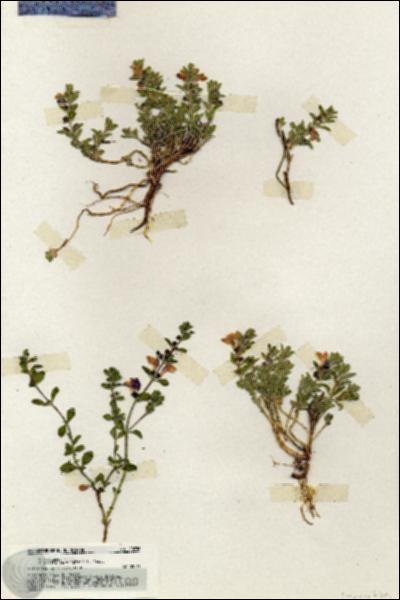 URN_catalog_HBHinton_herbarium_20236.jpg.jpg