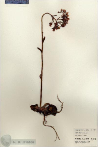 URN_catalog_HBHinton_herbarium_24332.jpg.jpg