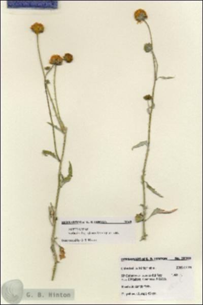 URN_catalog_HBHinton_herbarium_28368.jpg.jpg