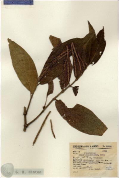 URN_catalog_HBHinton_herbarium_13633.jpg.jpg