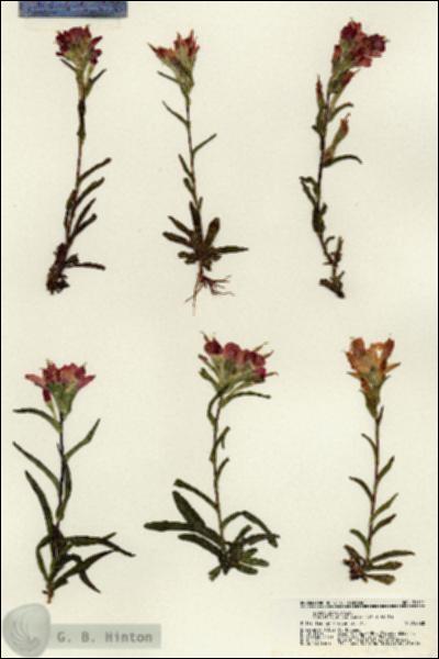 URN_catalog_HBHinton_herbarium_21341.jpg.jpg