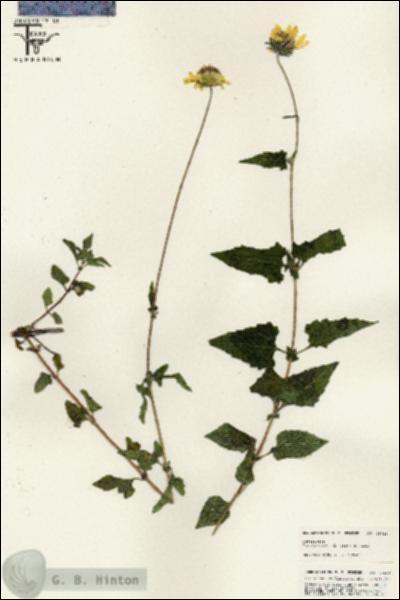 URN_catalog_HBHinton_herbarium_25621.jpg.jpg
