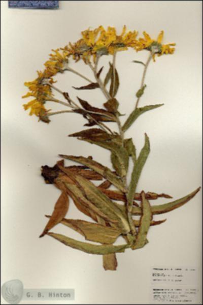 URN_catalog_HBHinton_herbarium_25480.jpg.jpg