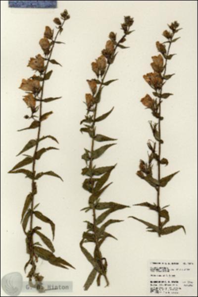 URN_catalog_HBHinton_herbarium_23146.jpg.jpg
