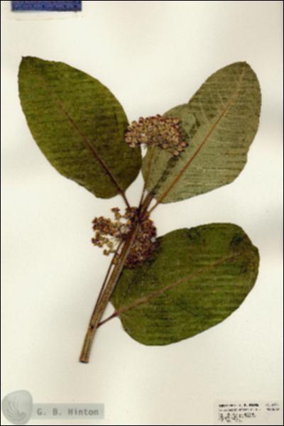 URN_catalog_HBHinton_herbarium_22981.jpg.jpg