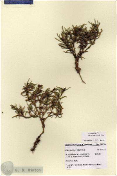 URN_catalog_HBHinton_herbarium_28754.jpg.jpg