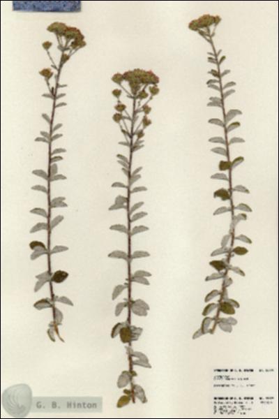 URN_catalog_HBHinton_herbarium_23779.jpg.jpg
