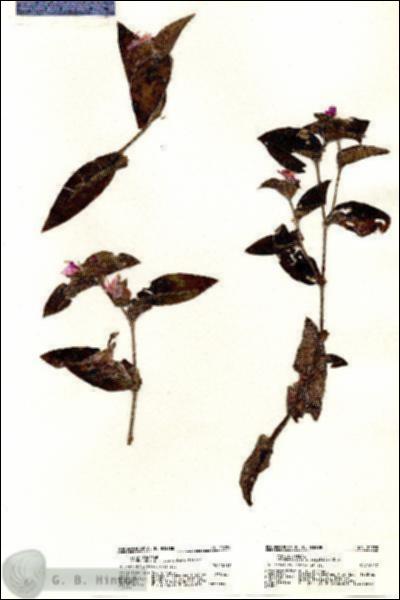 URN_catalog_HBHinton_herbarium_20785.jpg.jpg