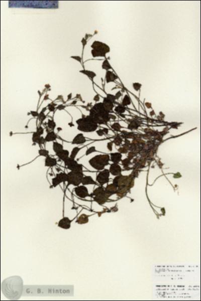 URN_catalog_HBHinton_herbarium_25906.jpg.jpg