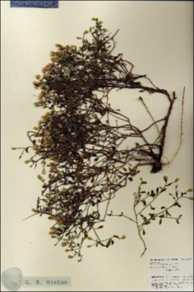 URN_catalog_HBHinton_herbarium_27085.jpg.jpg