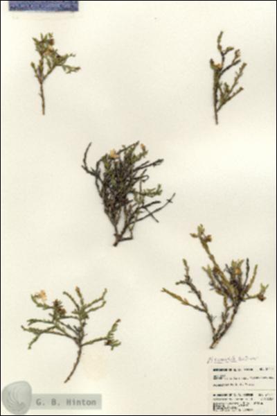 URN_catalog_HBHinton_herbarium_24474.jpg.jpg