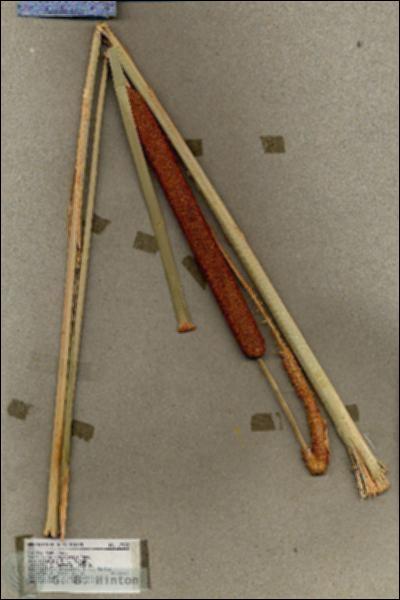 URN_catalog_HBHinton_herbarium_17902.jpg.jpg
