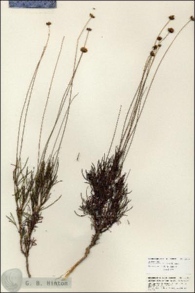 URN_catalog_HBHinton_herbarium_25720.jpg.jpg