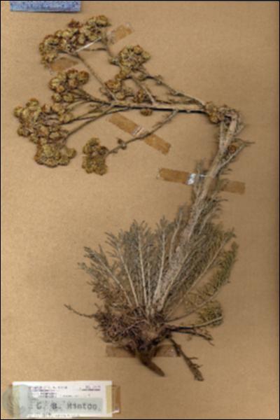 URN_catalog_HBHinton_herbarium_18439.jpg.jpg