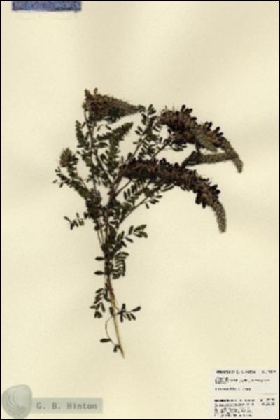 URN_catalog_HBHinton_herbarium_23299.jpg.jpg