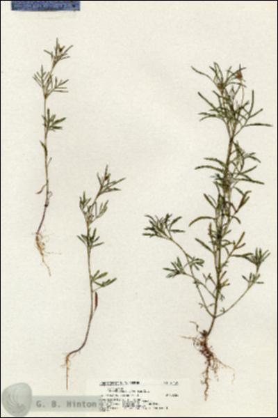 URN_catalog_HBHinton_herbarium_21120.jpg.jpg