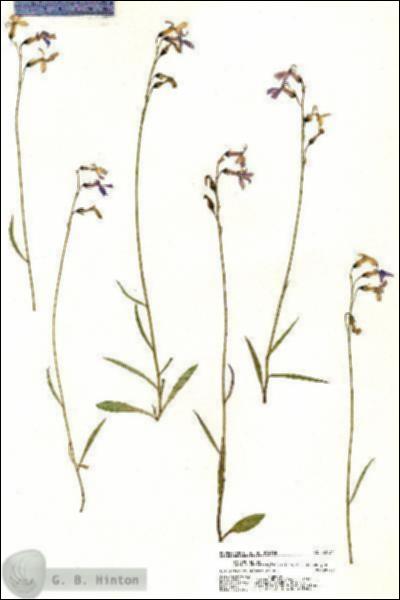 URN_catalog_HBHinton_herbarium_20734.jpg.jpg