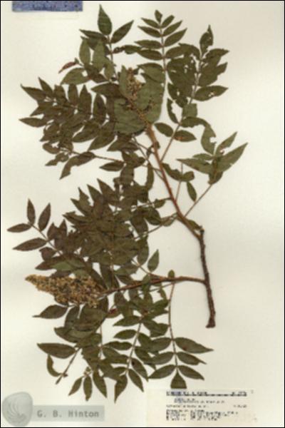 URN_catalog_HBHinton_herbarium_21234.jpg.jpg