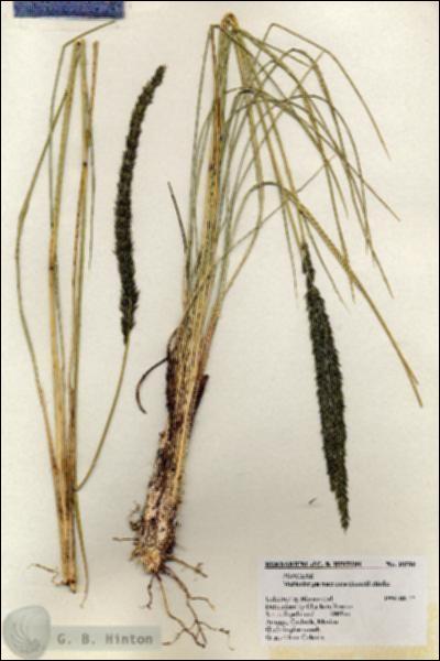 URN_catalog_HBHinton_herbarium_20506.jpg.jpg
