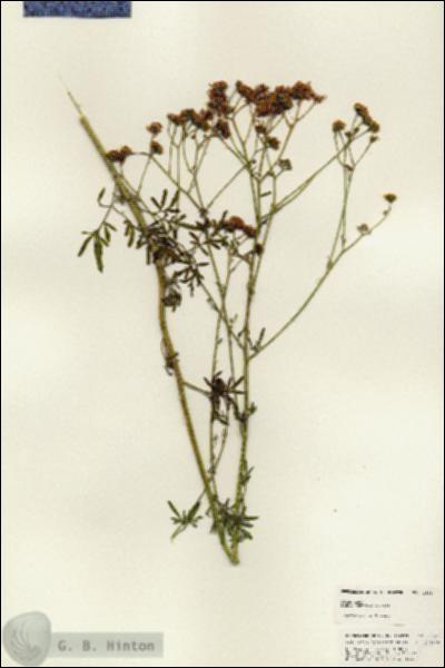 URN_catalog_HBHinton_herbarium_24987.jpg.jpg