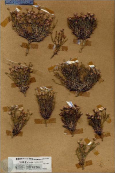 URN_catalog_HBHinton_herbarium_19130.jpg.jpg