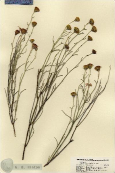 URN_catalog_HBHinton_herbarium_21995.jpg.jpg